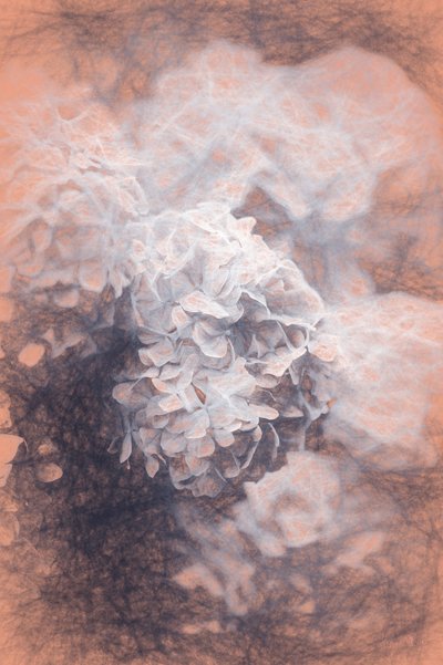Pastel Hortensia