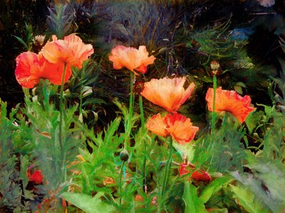 Perzikachtige papavers, 2020 door Helen White