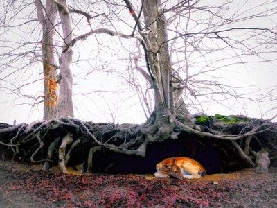 Heiligdom, 2018 door Helen White