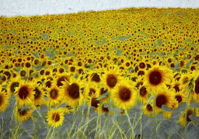zonnebloemveld door Helen White