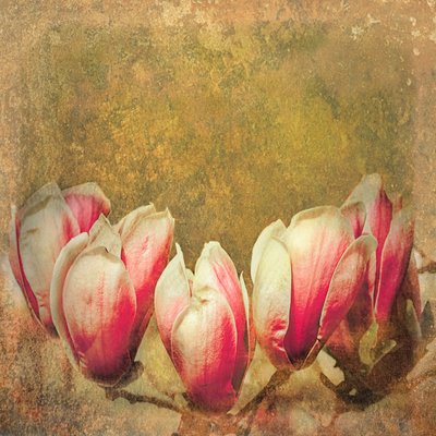 Vintage Magnolia door Helen White