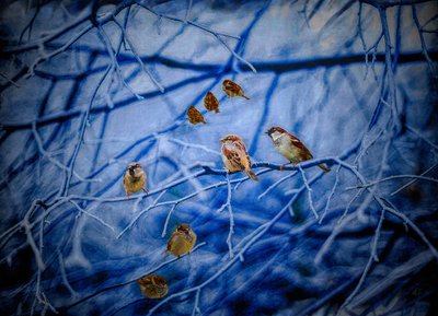 Winter Mussen, 2020 door Helen White
