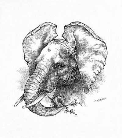 Afrikaanse Olifant, ca. 1900 door Helena J. Maguire