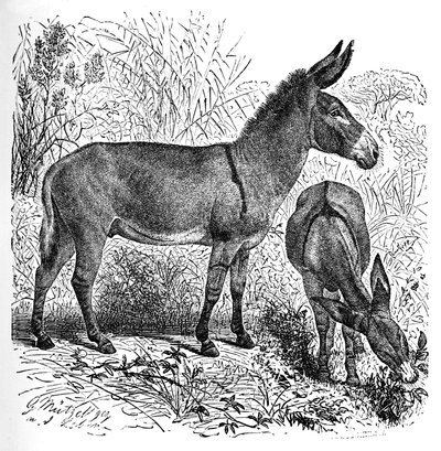 Afrikaanse wilde ezel, c1900 door Helena J. Maguire