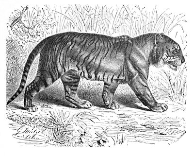 Bengaalse Tijger, ca. 1900 door Helena J. Maguire