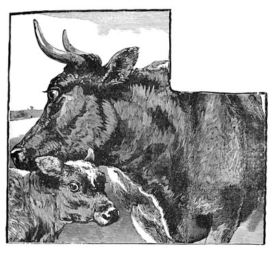 Koe en kalf door Helena J. Maguire