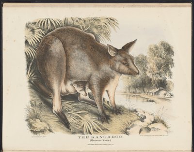 Zoogdieren van Australië (Krefft) Nla.obj-33627803-12 De kangoeroe door Helena Scott