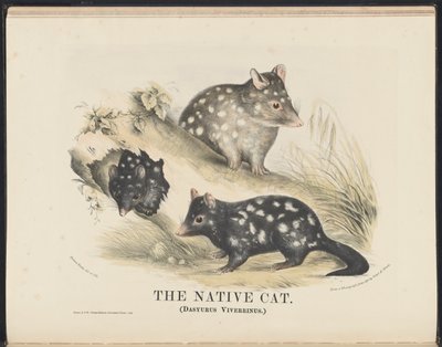 Zoogdieren van Australië (Krefft) Nla.obj-33627803-14 De inheemse kat door Helena Scott