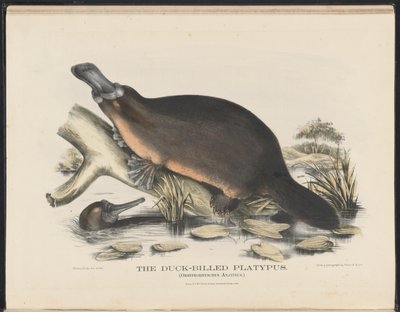 Zoogdieren van Australië (Krefft) Nla.obj-33627803-16 Het vogelbekdier door Helena Scott