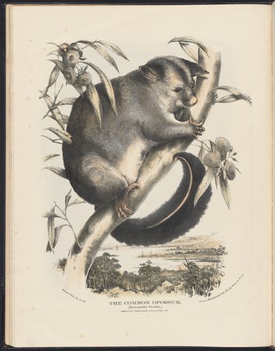 Zoogdieren van Australië (Krefft) Nla.obj-33627803-9 De gewone opossum door Helena Scott