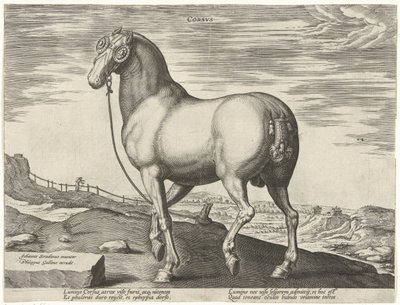 Paard uit Corsica door Hendrick Goltzius (possibly)