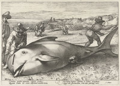 Gestrande griend op het strand bij Zandvoort, 1594 door Hendrick Goltzius (workshop of)