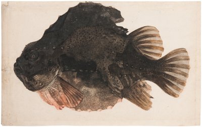 Studie van een mannelijke snotolf door Hendrick Goltzius