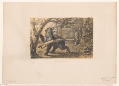 Beer in een val door Hendrik Adriaan Christiaan Dekker