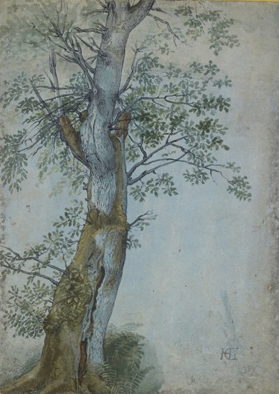 Studie van een Boom door Hendrik Goltzius