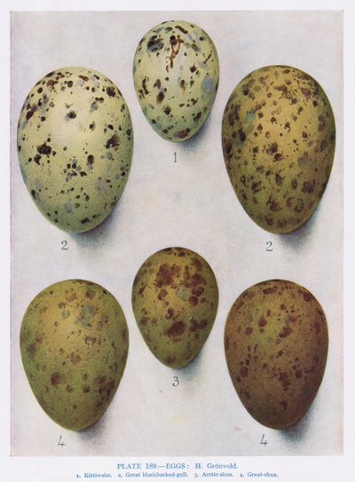Eieren: Zwartkopmeeuw: Gewone meeuw: enz., illustratie uit 