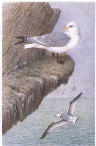 Drieteenmeeuw, Ansichtkaarten, 1930s door Hendrik Gronvold