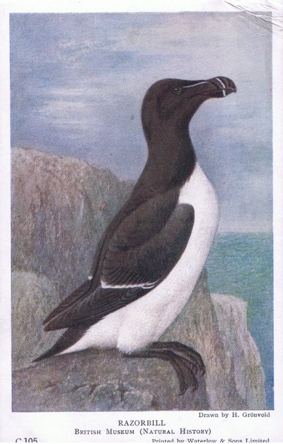 Alk, Ansichtkaarten, 1930s door Hendrik Gronvold
