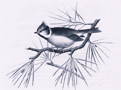 Schotse Kuifmezen, Natuur in Groot-Brittannië uitgegeven door Collins, 1946 door Hendrik Gronvold