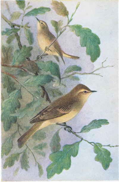 Fitis, Ansichtkaarten, 1930s door Hendrik Gronvold