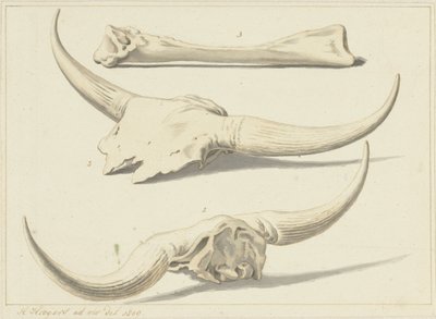 Fossiele beenderen van een oeros, gevonden tijdens de watersnood, 1809 door Hendrik Hoogers
