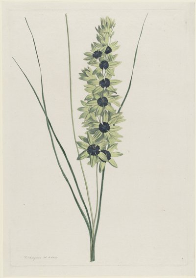 Afrikaanse iris (Ixia maculata viridis) door Hendrik Schwegman