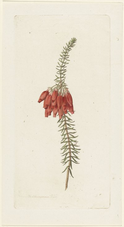 Bloemen (Erica Mammosa) door Hendrik Schwegman