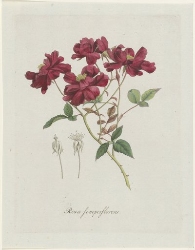 Chinese roos (Rosa chinensis Jacq.) door Hendrik Schwegman