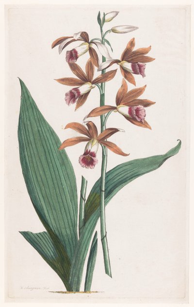 Moerasorchidee door Hendrik Schwegman