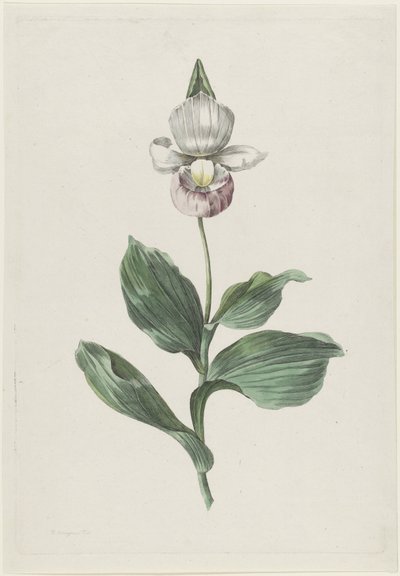 Orchidee Vrouwenschoentje (Cypripedium reginae Walter) door Hendrik Schwegman