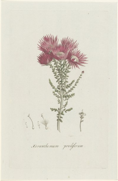 Phaenocoma prolifera Xeranthemum proliferum door Hendrik Schwegman