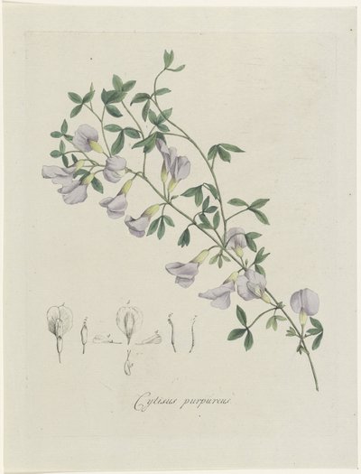 Purperen brem door Hendrik Schwegman