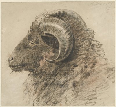 Kop van een ram, naar links, van opzij gezien door Hendrik Stokvisch