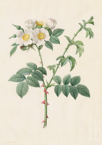 Brier Bush Rose of Hondsroos Rosa Leucantha, 1817-1824 door Pierre Joseph Redouté