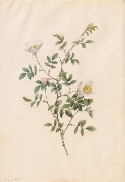 Brier Bush Rose of Hondsroos Rosa Sepium Rosea door Pierre Joseph Redouté