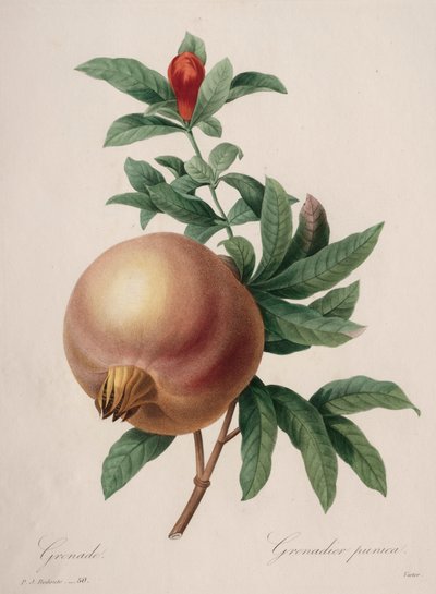 Choix des plus belles fleurs...plus beaux fruits: Granaatappel, 1827 door Pierre Joseph Redouté