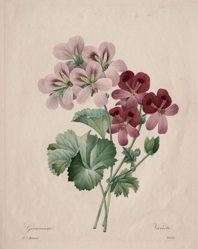 Geranium, 1827 door Pierre Joseph Redouté