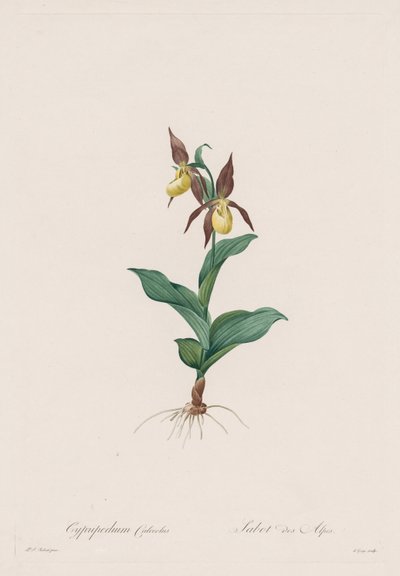 Les Liliacées: Cypripedium calceolus, 1802-1816 door Pierre Joseph Redouté