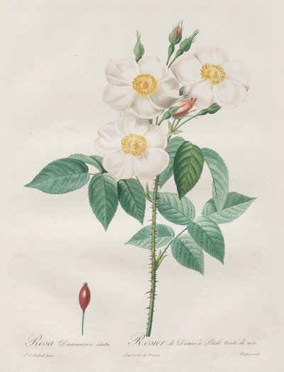 Les Roses: Rosa Damascena, subalba door Pierre Joseph Redouté