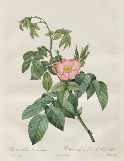 Les Roses: Rosa Villosa Terebenthina door Pierre Joseph Redouté