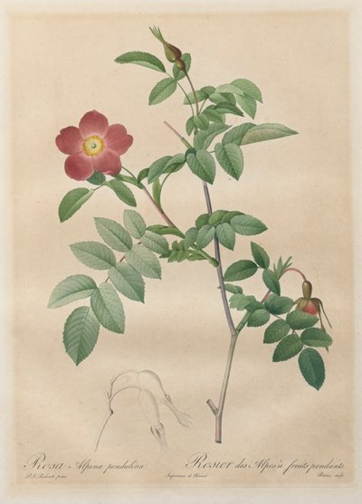 Les Roses: Rosa alpina pendulina door Pierre Joseph Redouté