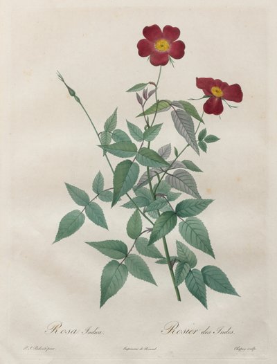 Les Roses: Rosa indica, 1817-1824 door Pierre Joseph Redouté