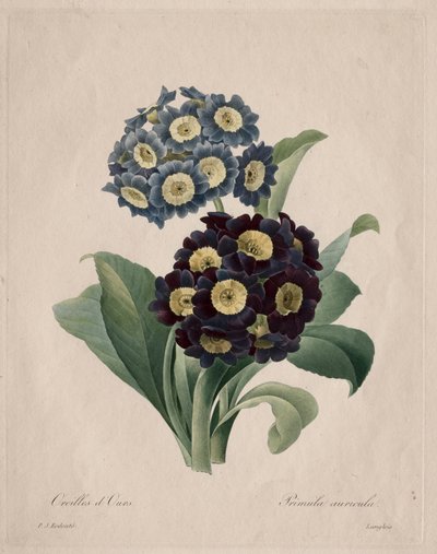 Primula auricula, 1827 door Pierre Joseph Redouté