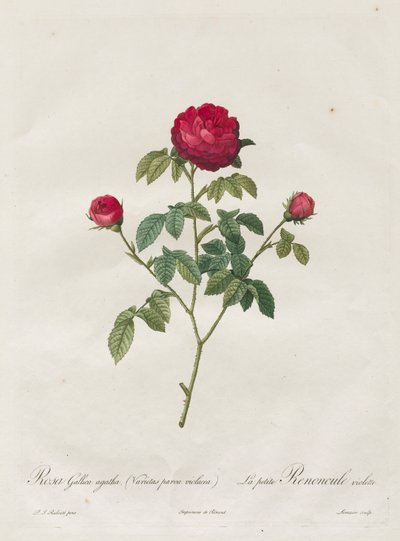Provence of Franse Roos, 1817-1824 door Pierre Joseph Redouté