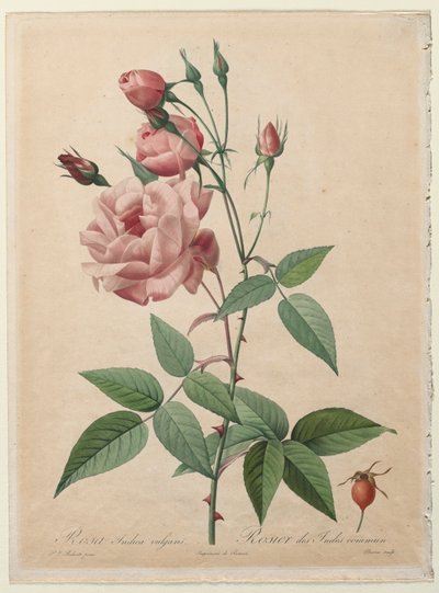 De Rozen: Chinese of Bengaalse Roos, 1817-1824 door Pierre Joseph Redouté