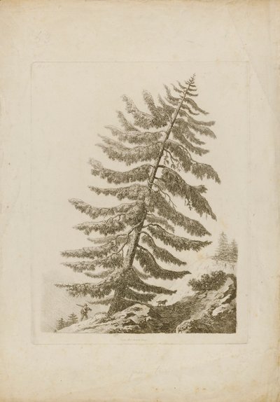 Een dennenboom door Henri L