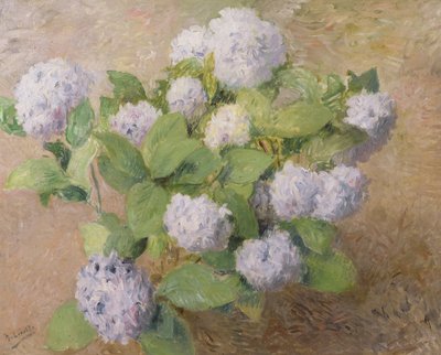 Blauwe hortensia