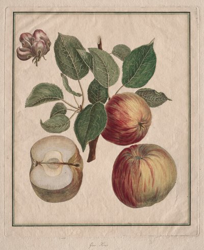 Appel met Blad en Bloesem door Henri Louis Duhamel du Monceau
