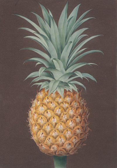 De gladbladige groene Antigua-den door Henri Merke