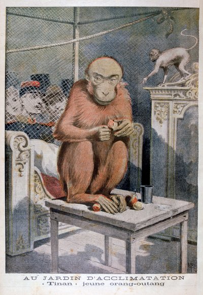 Tinan de orang-oetan, 1896 door Henri Meyer